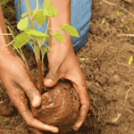 Mangrove planting