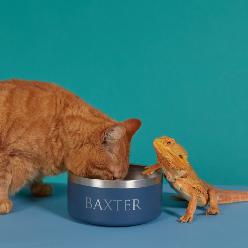 Stainless Steel Pet Bowl - BOTL - 32oz - 1 litre Dog Bowl - Baxter Blue - Image 6